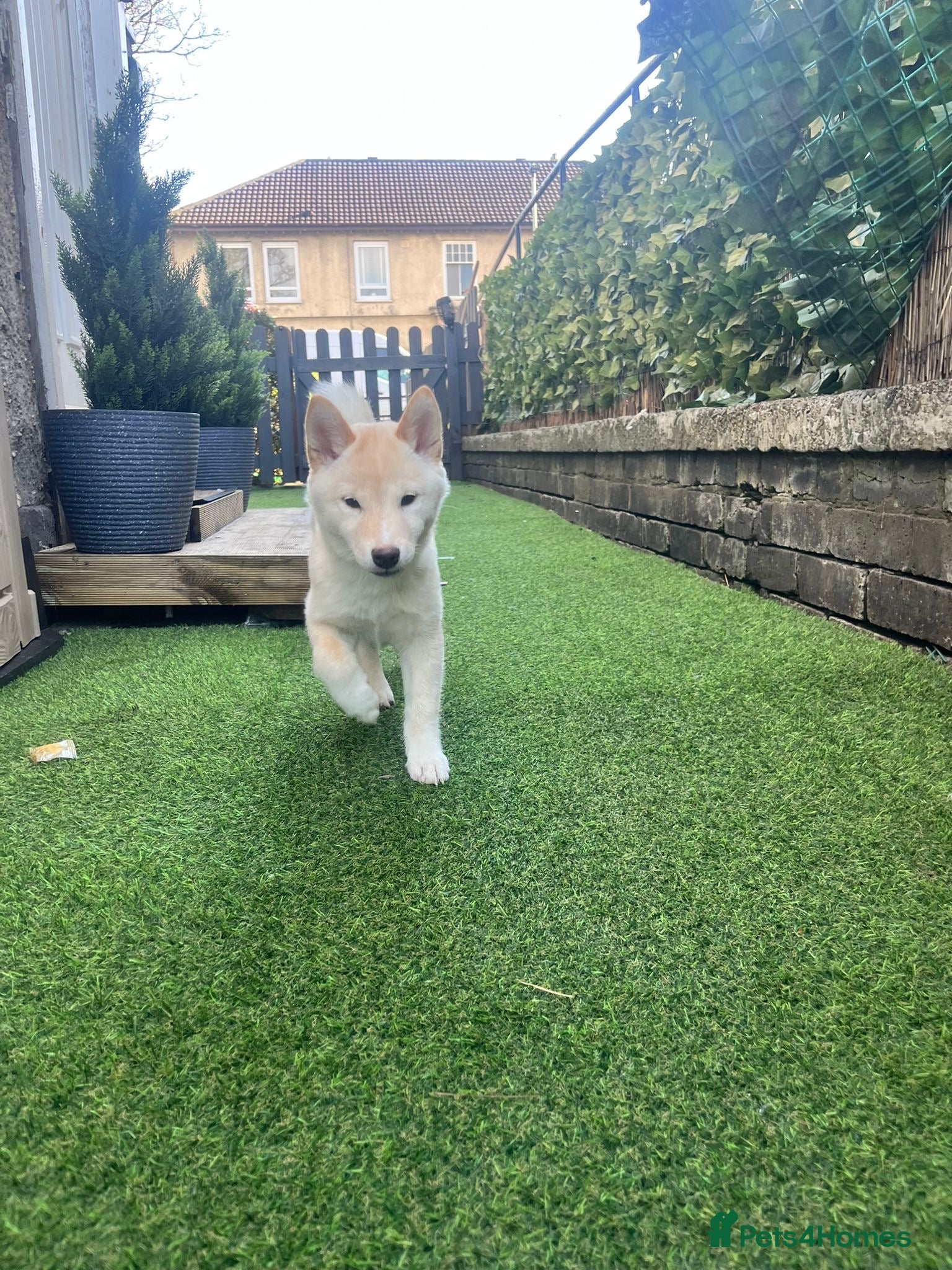 Japanese Shiba Inu dogs Cream Shiba Inu  - Advert 4