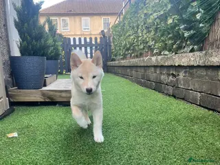 Japanese Shiba Inu dogs Cream Shiba Inu - Advert 4