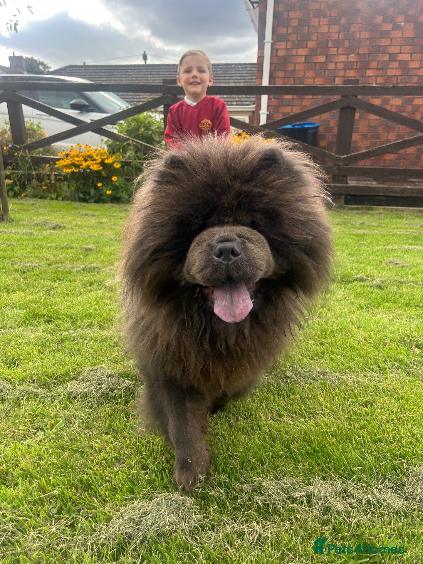 Chow Chow dogs Stunning Blue Chow Chow - Advert 9