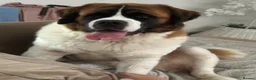 Saint Bernard dogs for sale: Exceptional litter of show quality pups  - Advert 18