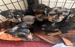 Dachshund dogs for sale: READY to leave dachshund puppy’s for sale  - Image 26