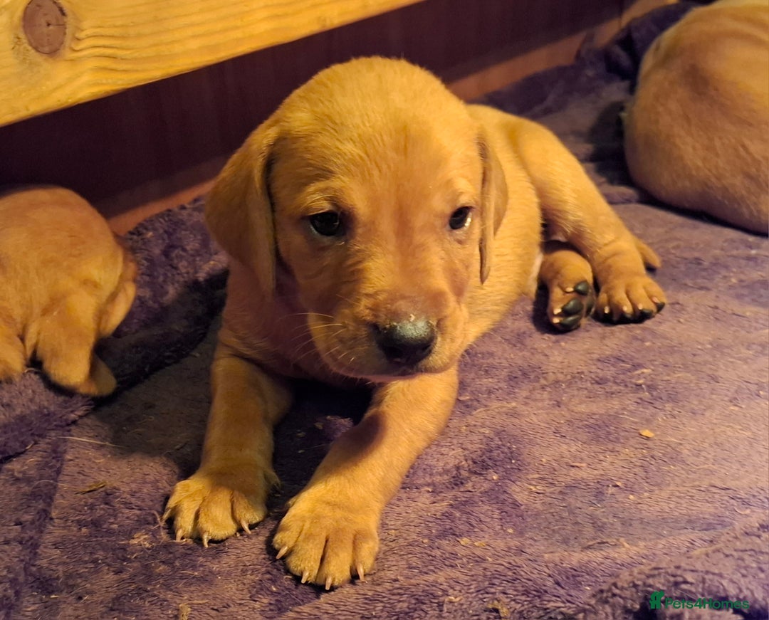 Mixed Breed dogs for sale: Vizla Labrador Puppies - Image 5