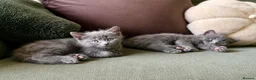 Mixed Breed cats for sale: Four fluffy mixed breed blue/grey kittens - Advert 2