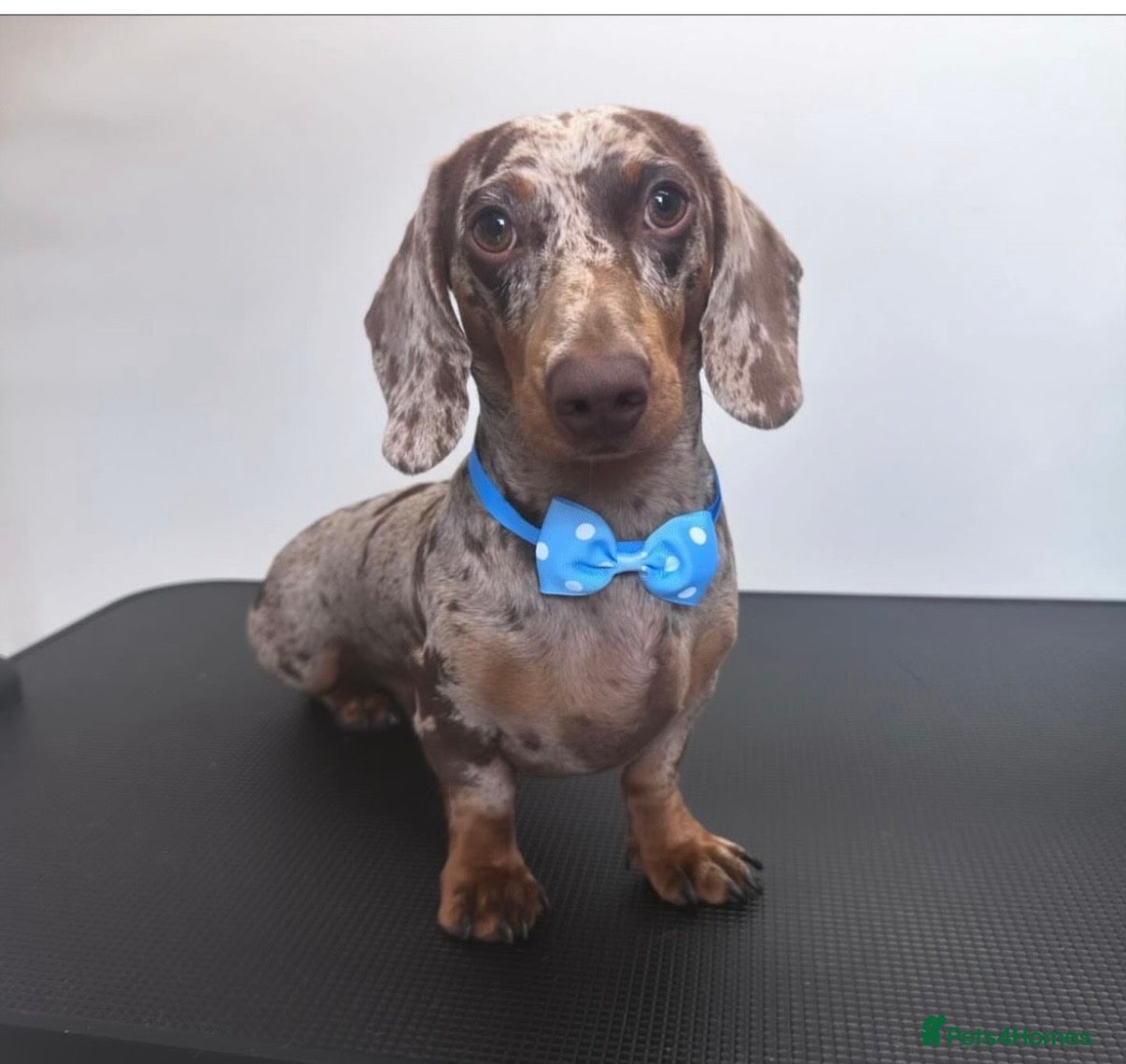 Miniature Dachshund dogs Miniature dapple dachshund  - Advert 2