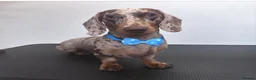 Miniature Dachshund dogs for stud: Miniature dapple dachshund  - Advert 1