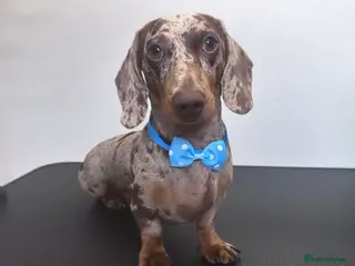 Miniature Dachshund dogs Miniature dapple dachshund - Advert 2