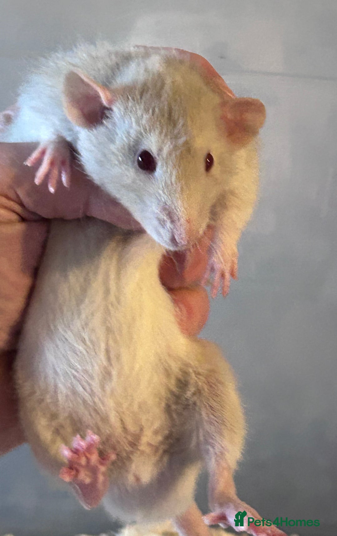 Rat rodents for sale: Pedigree Dumbo Rats  - Advert 3