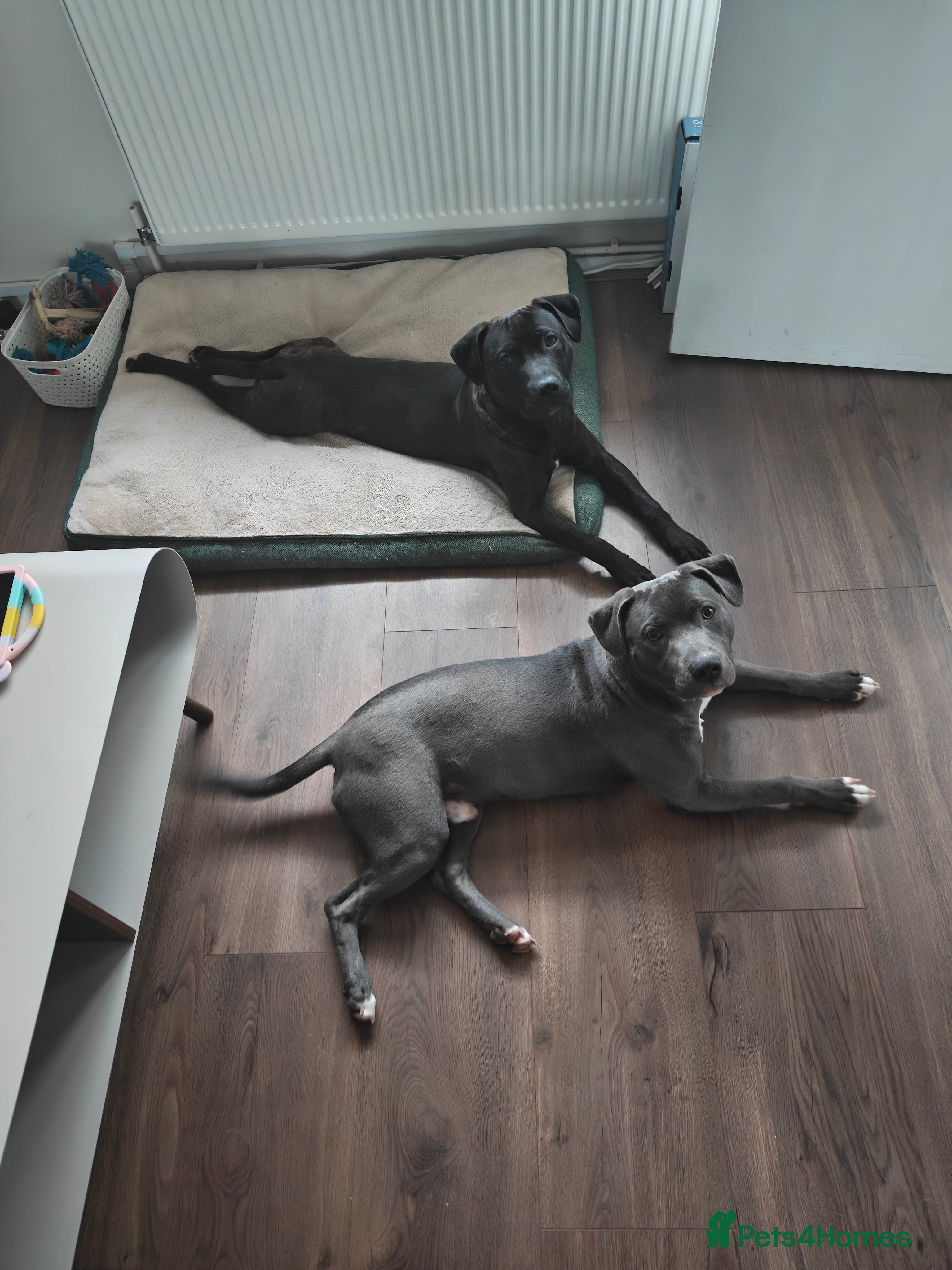 Mixed Breed dogs 2 Boy Staffys - Advert 2