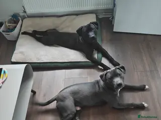 Mixed Breed dogs 2 Boy Staffys - Advert 2