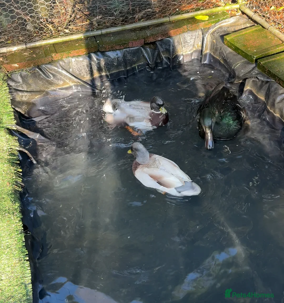 Ducks poultry for sale: 2 male call ducks, 1 female cayuga in Polegate - Advert 2