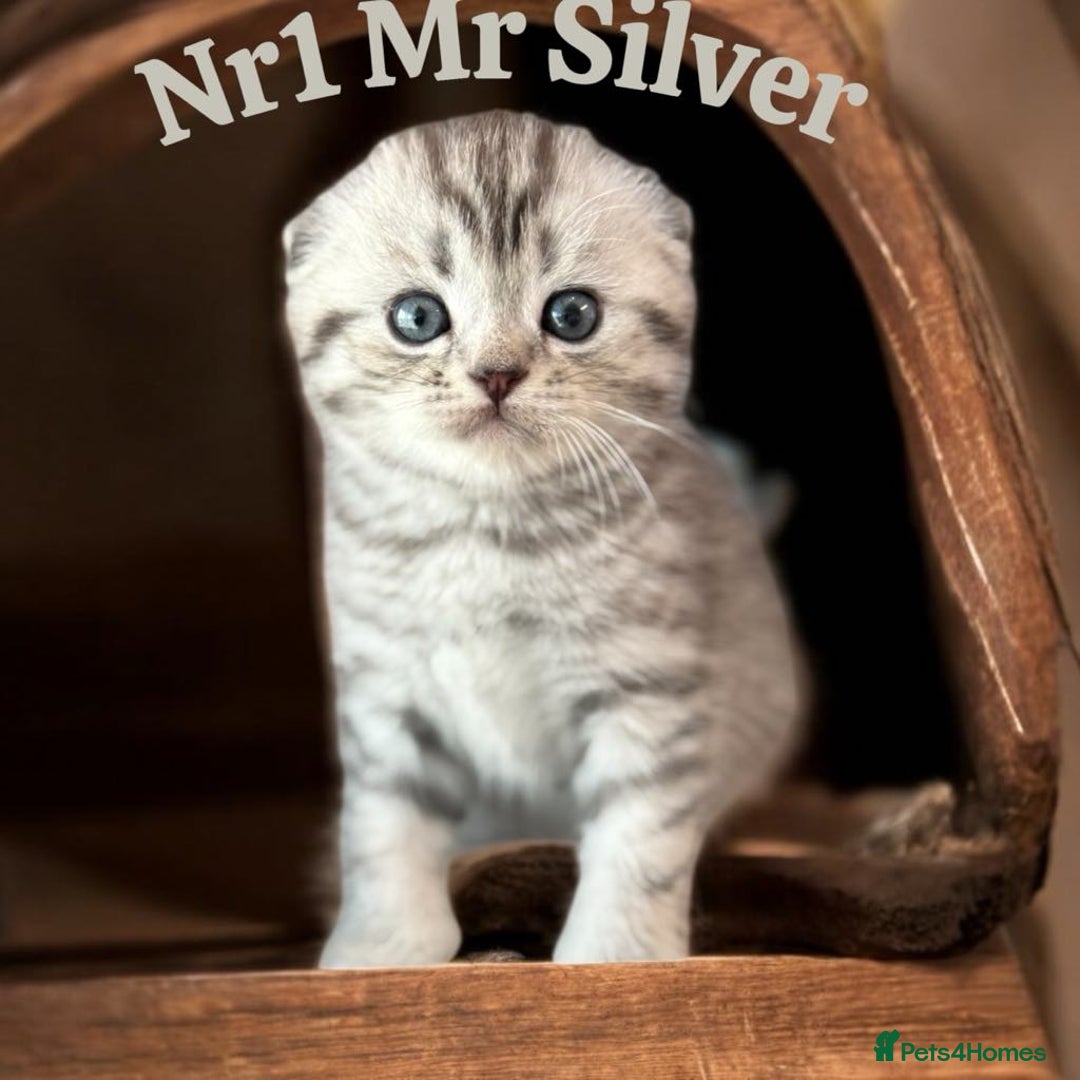 Scottish Fold cats for sale: 5 Full Pedigree Scottish Fold/Straight Kitens - Image 3