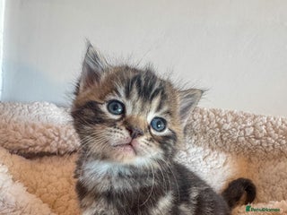 Ragdoll cats Ragdoll cross kittens - Advert 4