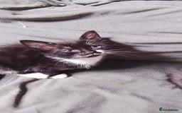 Mixed Breed cats for sale: 5 super cute mixed kittens - Image 4