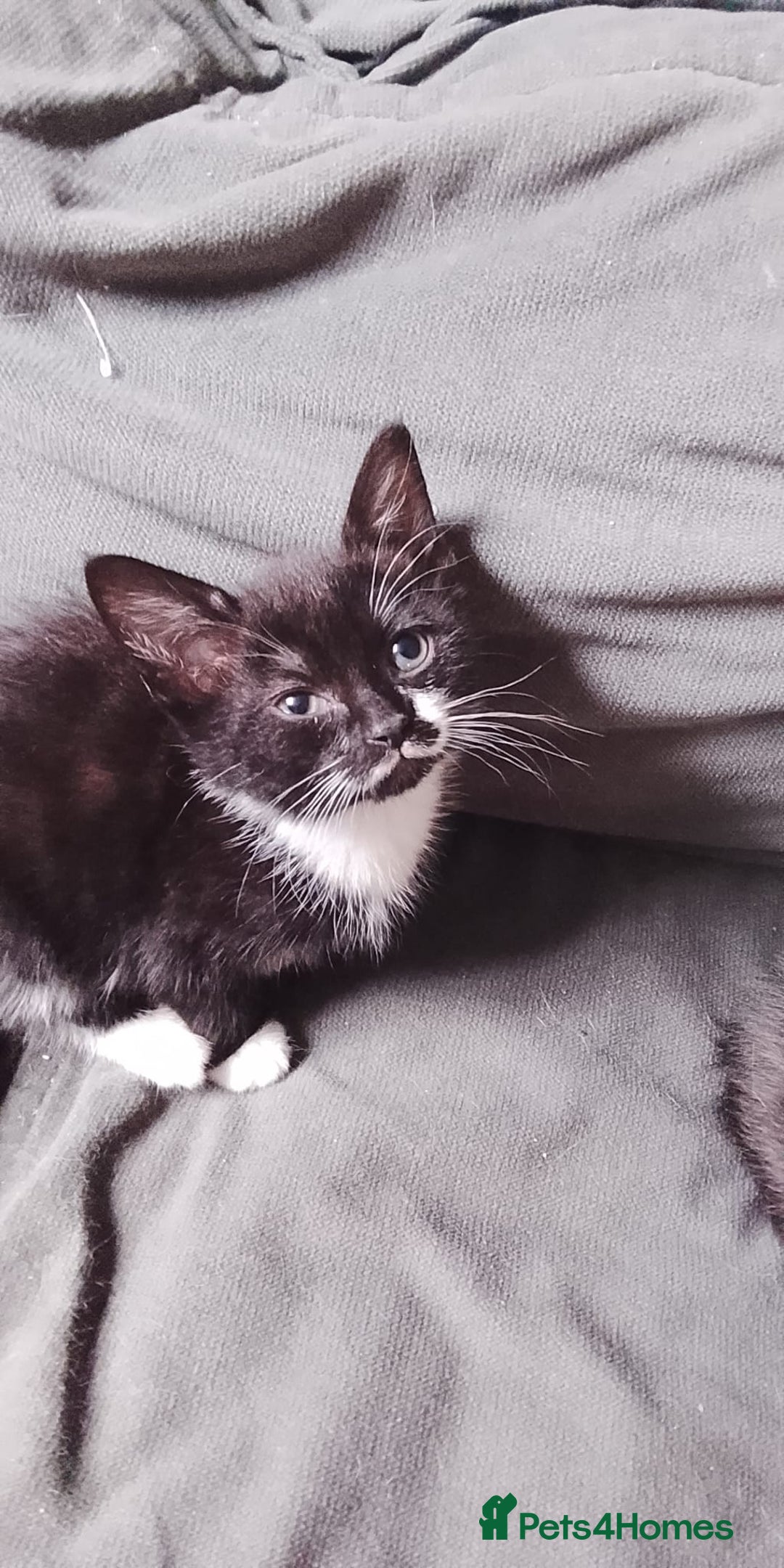 Mixed Breed cats for sale: 5 super cute mixed kittens - Image 4