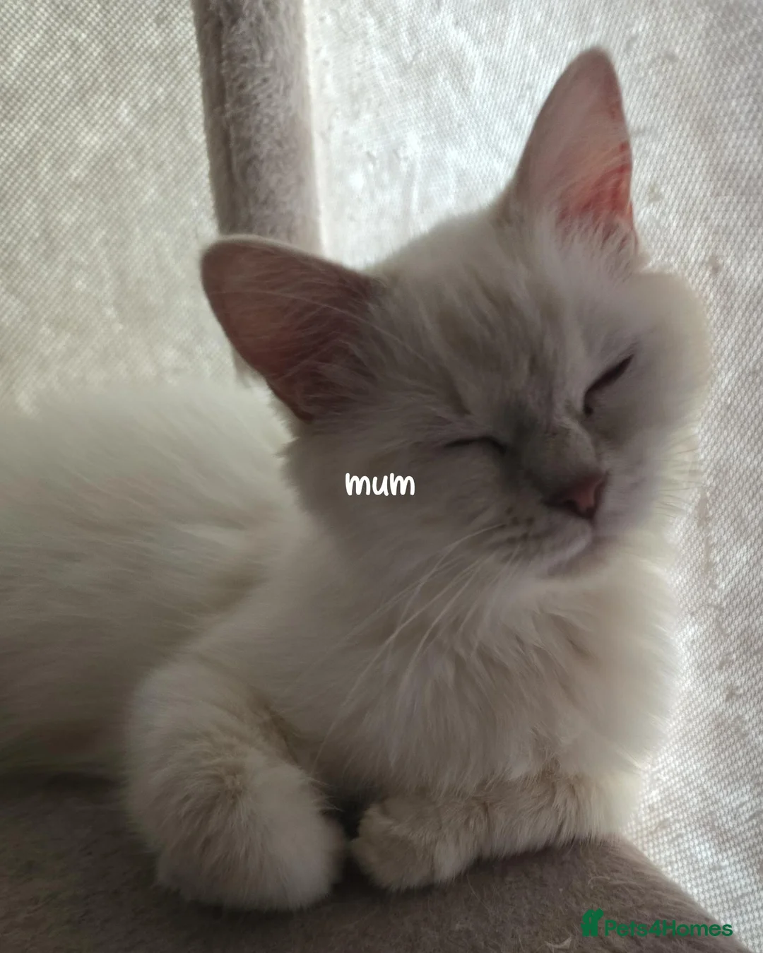 Ragdoll cats for sale: Ragdoll kittens boy n girl  - Advert 5