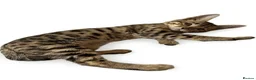 Bengal cats for sale:     Beautiful Rare Sepia Bengal × Savannah Cross  - Advert 10