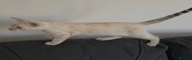 Bengal 5