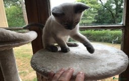 Tonkinese cats for sale: Superb Tonkdoll Kittens - Image 18