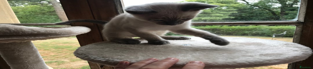 Tonkinese Kitten 1