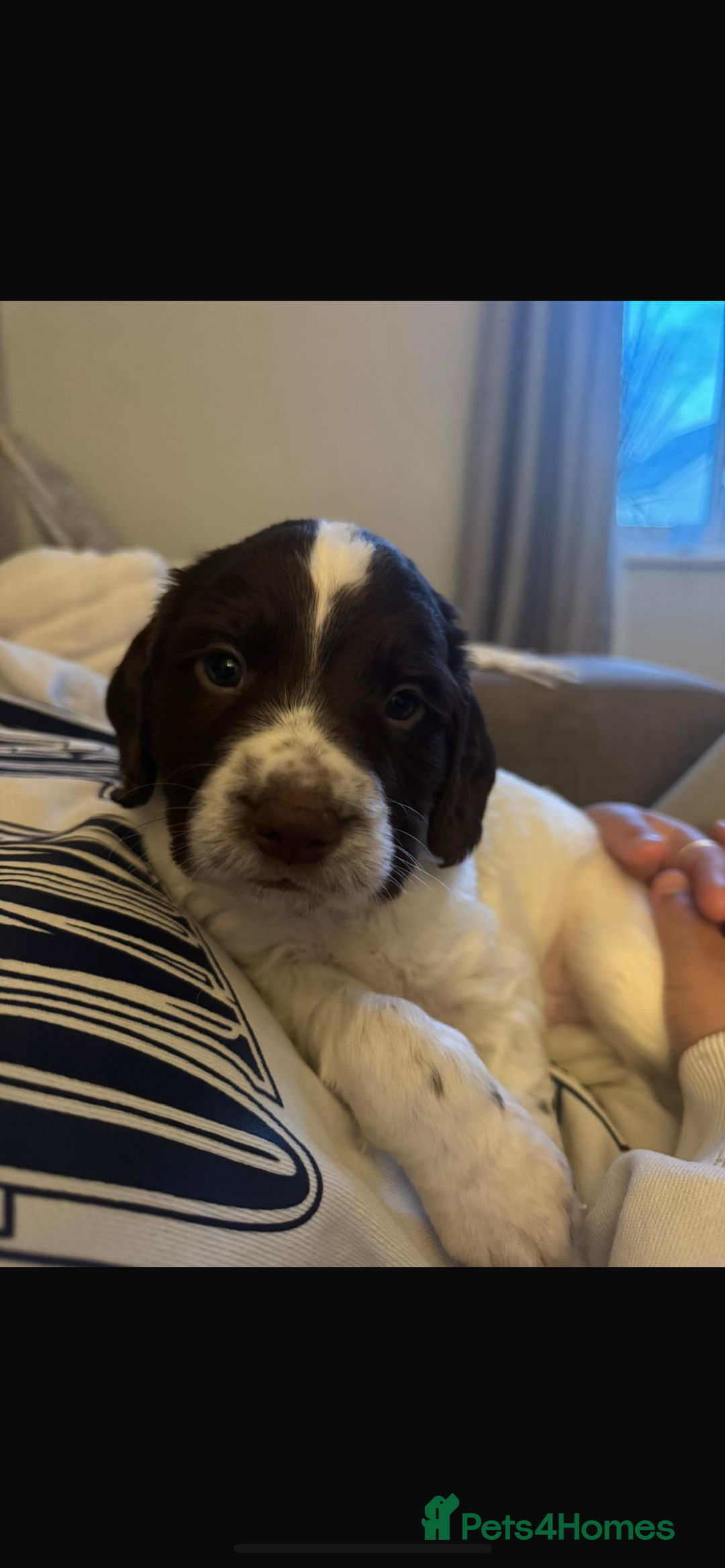 Sprocker dogs for sale: 2 male sprocker spaniels  - Advert 4