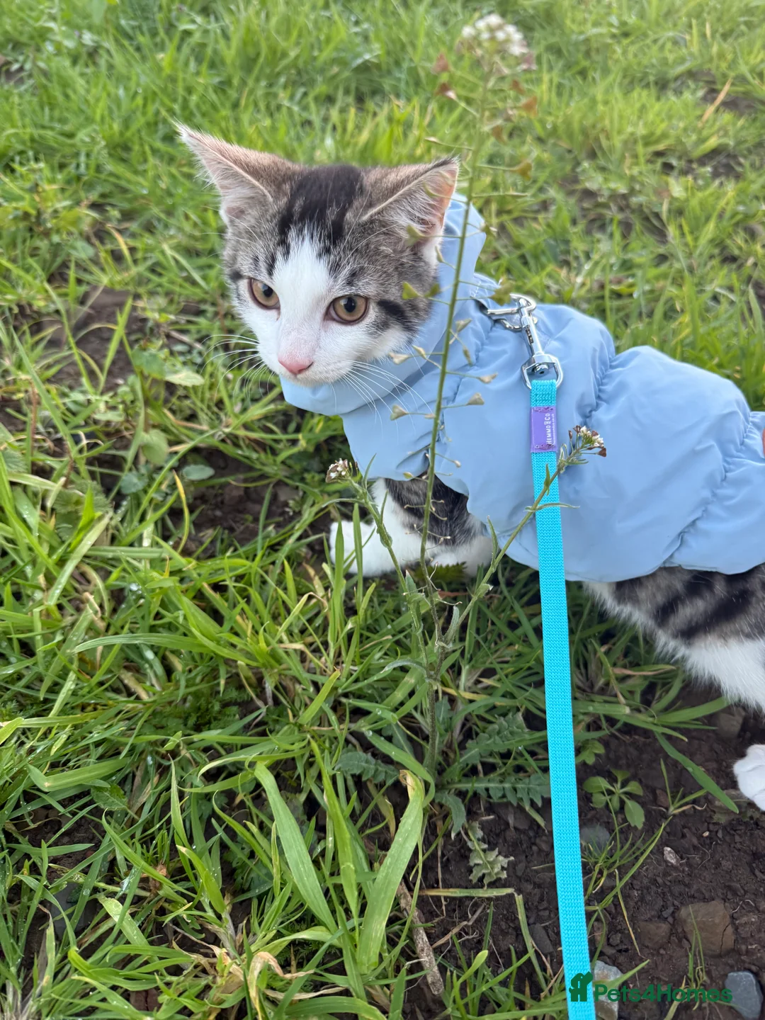 Domestic Shorthair cats for sale: Nimbus  - Advert 2