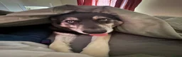 Shepsky dogs for sale: Chase in Pontefract - Advert 2