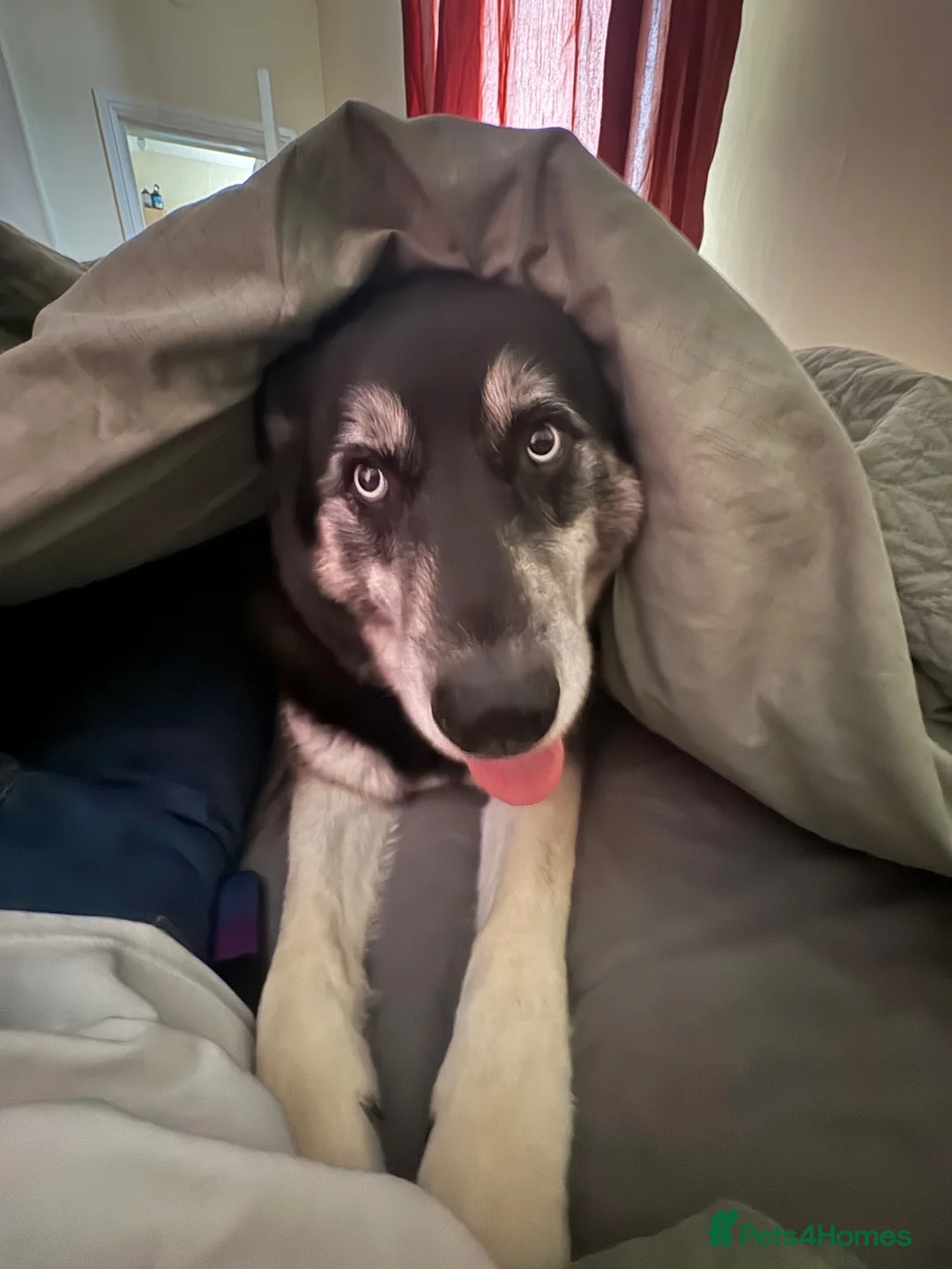Shepsky dogs for sale: Chase in Pontefract - Advert 2