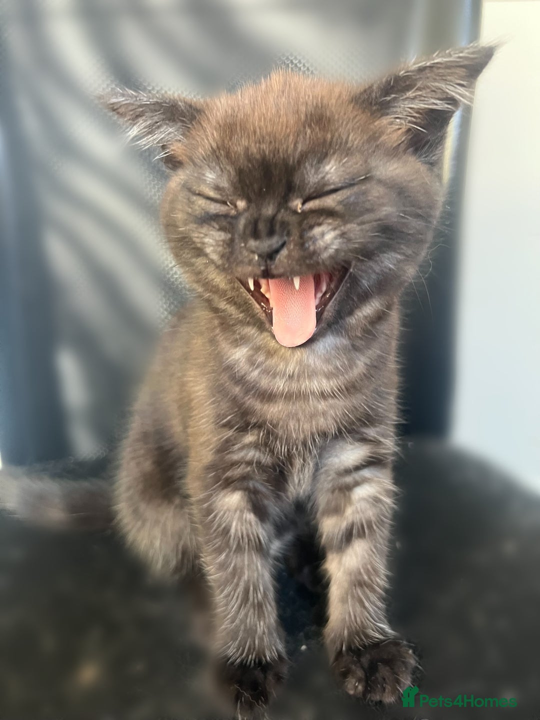 Mixed Breed cats for sale: 3 kittens left  - Image 6