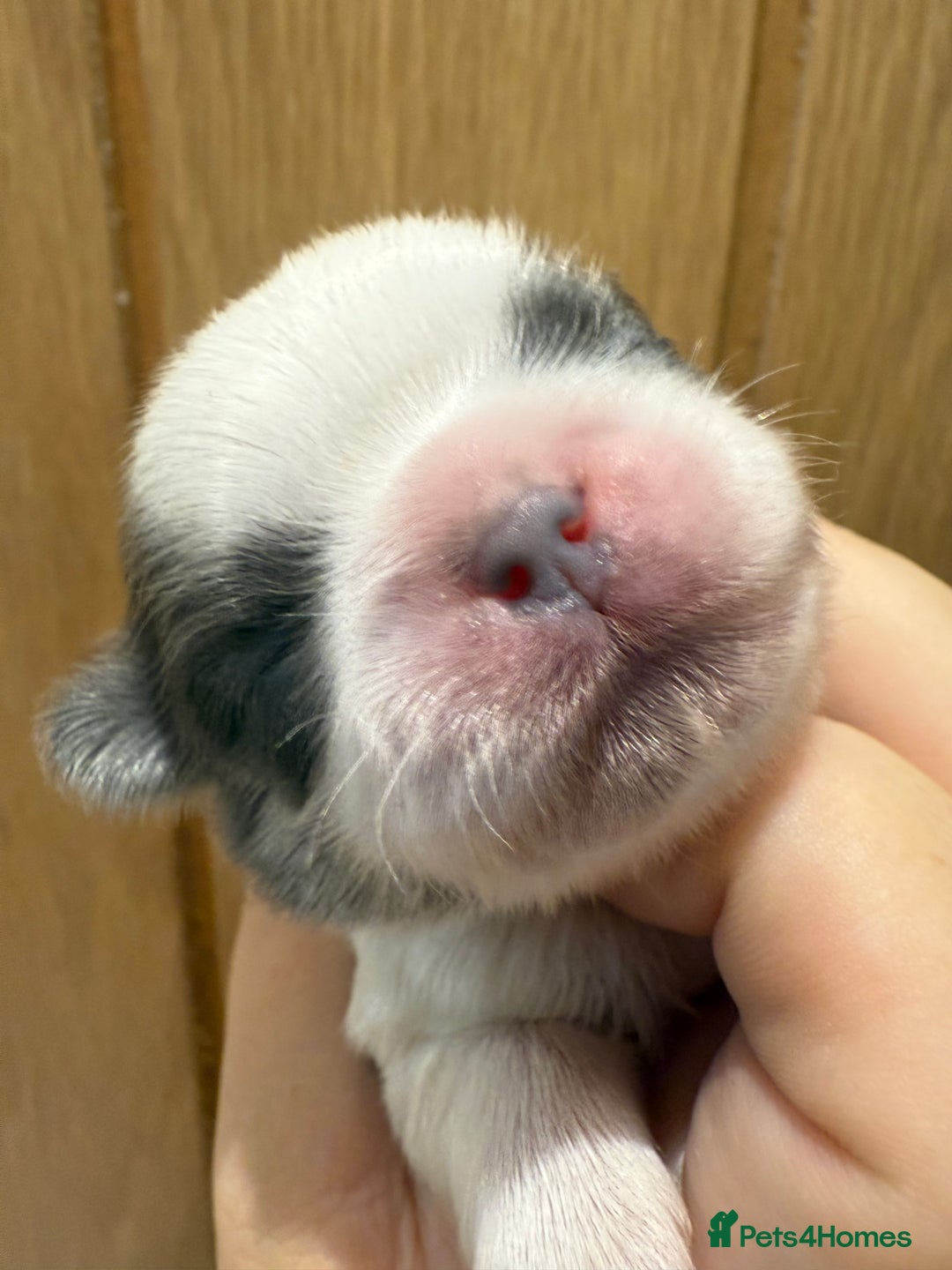 Shih Tzu dogs for sale: Beautiful litter of Imperial shih tzu’s  - Image 6