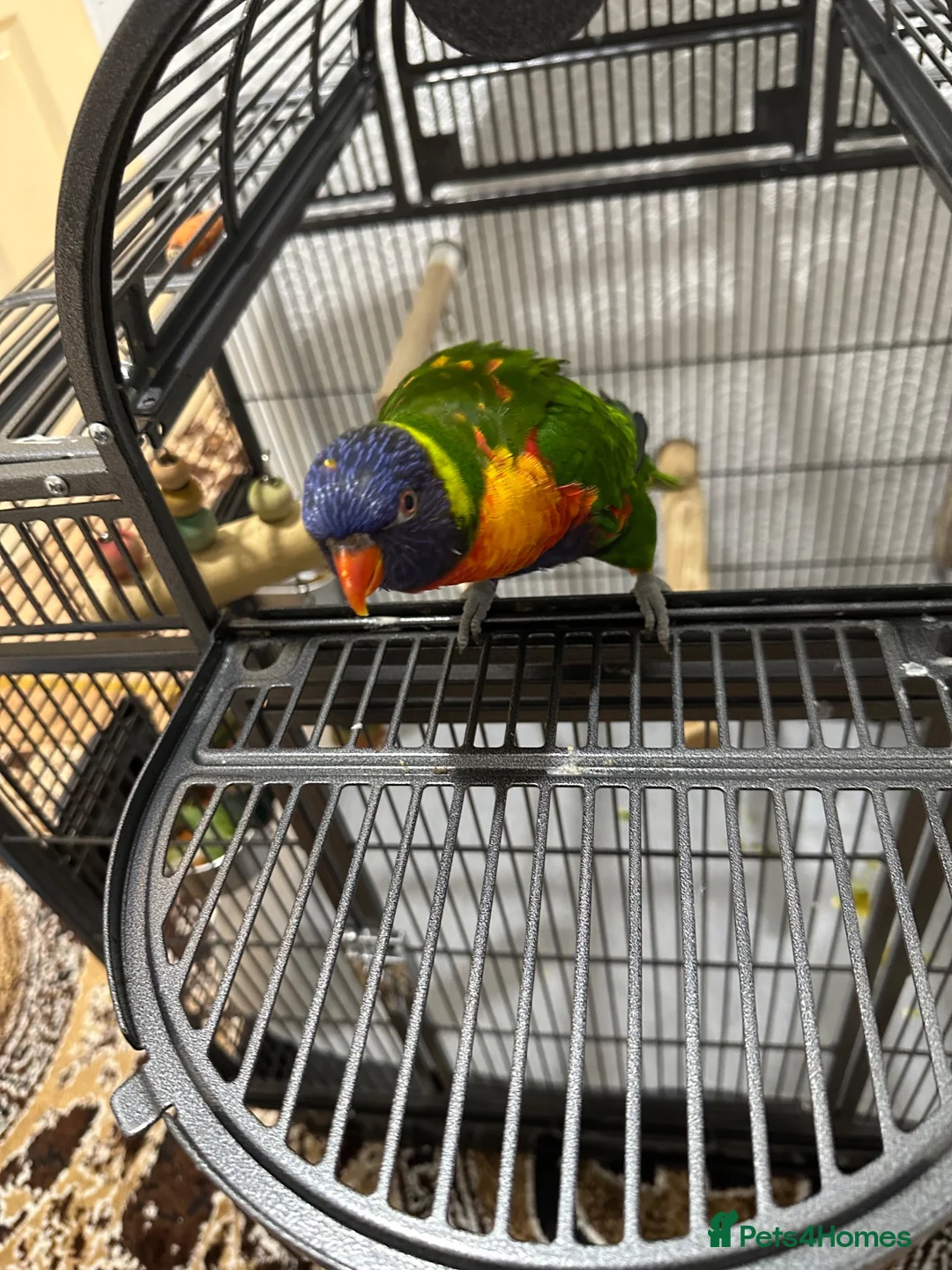 Lorikeets birds for sale: Beautiful male  lorikeet  silly tame for sale - Advert 1