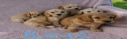 Cavapoochon dogs for sale: Gorgeous Cavapoochon Puppies  - Advert 7