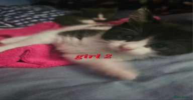 Mixed Breed cats - Advert 6