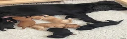 Cockapoo dogs for sale: Last beautiful little girl - Advert 2