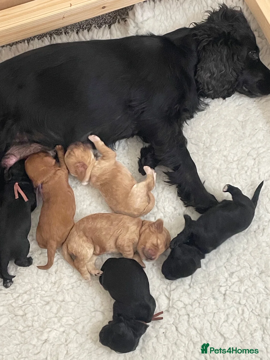 Cockapoo dogs for sale: Last beautiful little girl - Advert 2