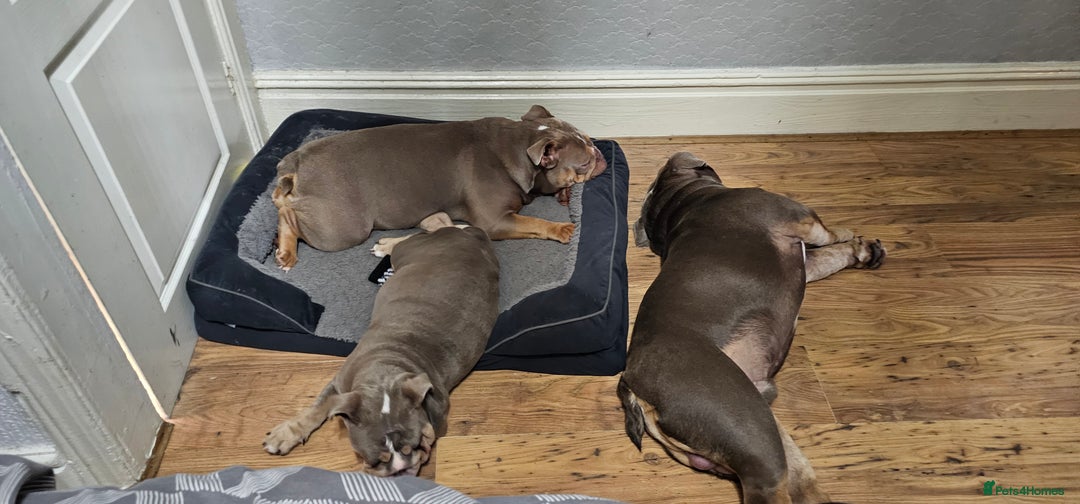 English Bulldog dogs for sale: Final Female English Bulldog available - Image 9