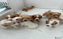 Cocker Spaniel dogs for sale: Beautiful cocker spaniel puppies  - Image 7