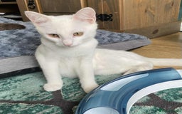 Mixed Breed cats for adoption: Meet Sherbet and Sugar – Two Sweet Sister - Image 4