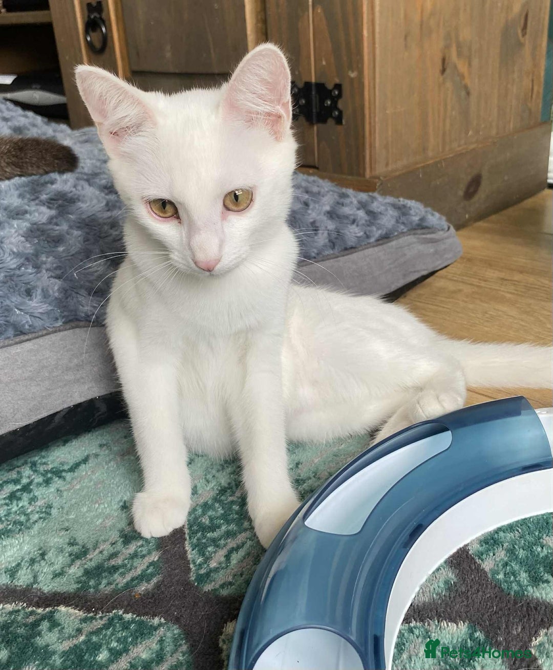 Mixed Breed cats for adoption: Meet Sherbet and Sugar – Two Sweet Sister - Image 4