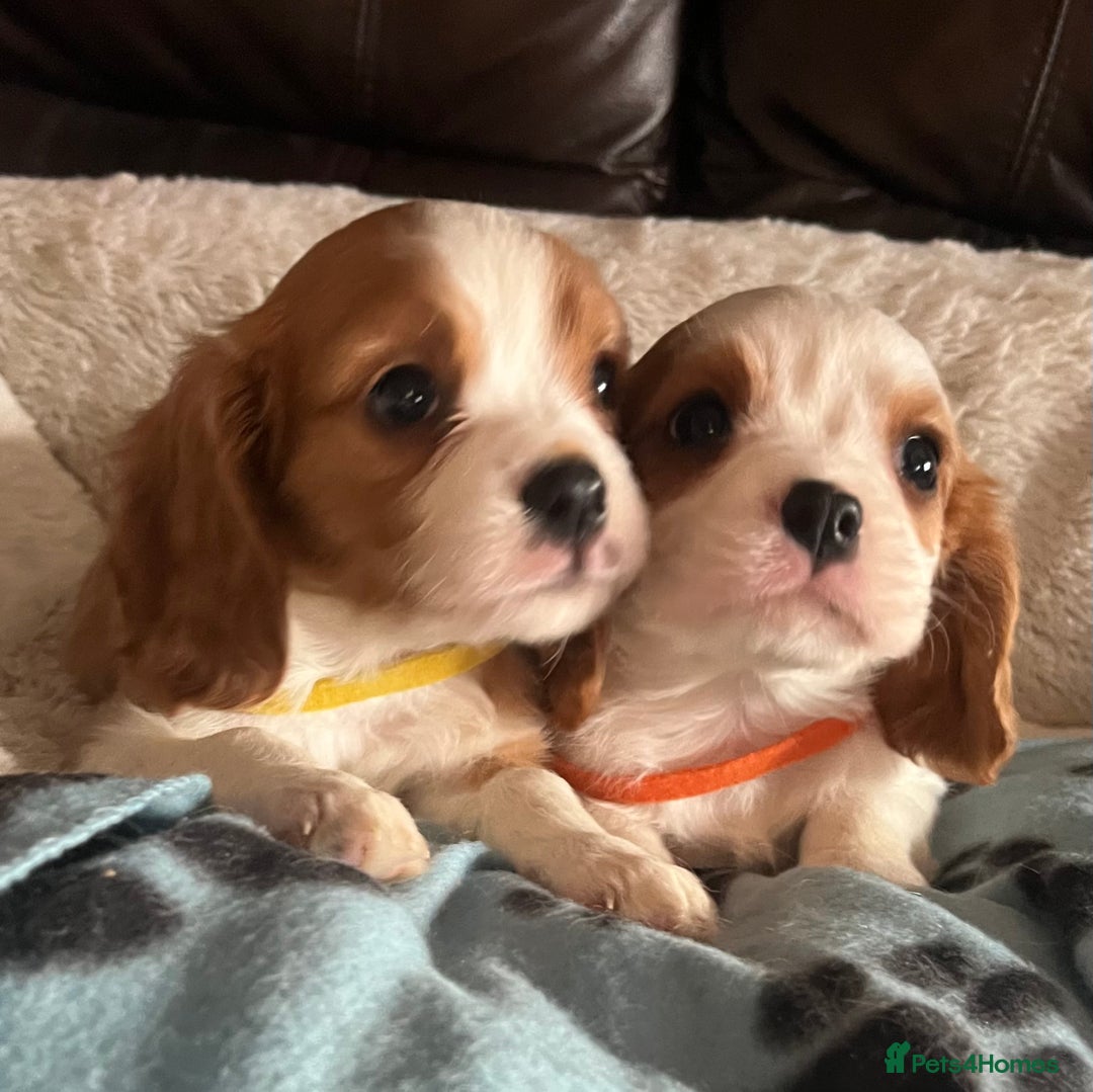 Cavalier King Charles Spaniel dogs for sale: Stunning cavalier King Charles boys - Advert 13