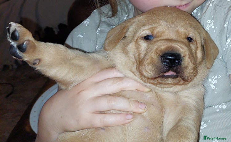 Labrador Retriever dogs - Advert 12