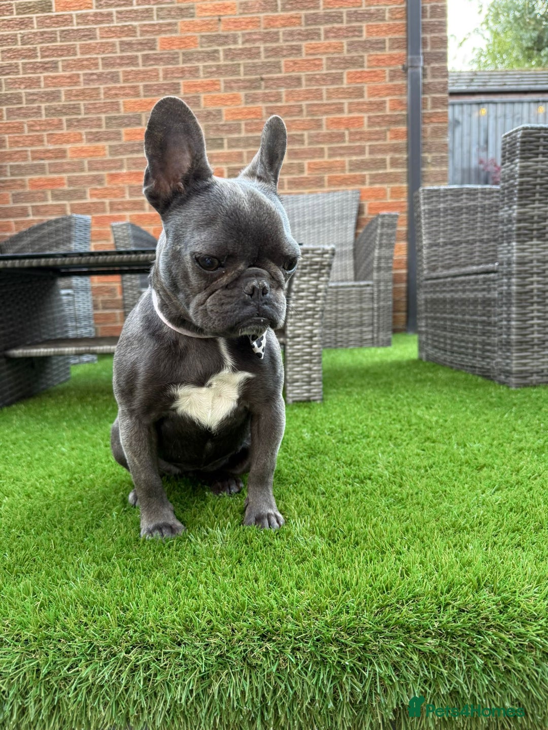 French Bulldog dogs for sale: French bulldog. - Image 5
