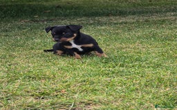 Patterjack dogs for sale: Patterjack - Image 3