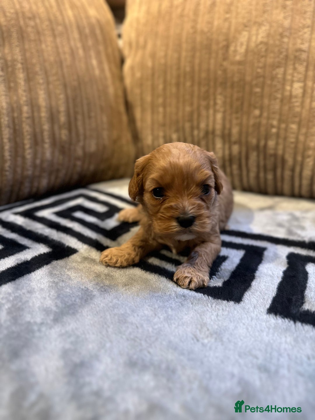 Cavapoo dogs for sale: 🐶 Beautiful Red Cavapoo Puppies – Ready November  - Image 30