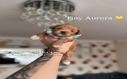 Maltipoo dogs for sale: 👑ULTRA RARE F1 TINY DNA ASIAN MALTIPOO PUPPIES👑 - Image 7