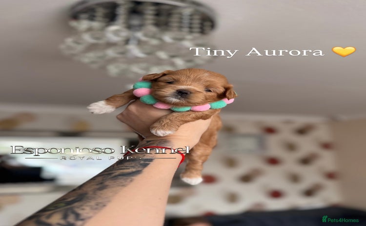 Maltipoo dogs - Advert 3