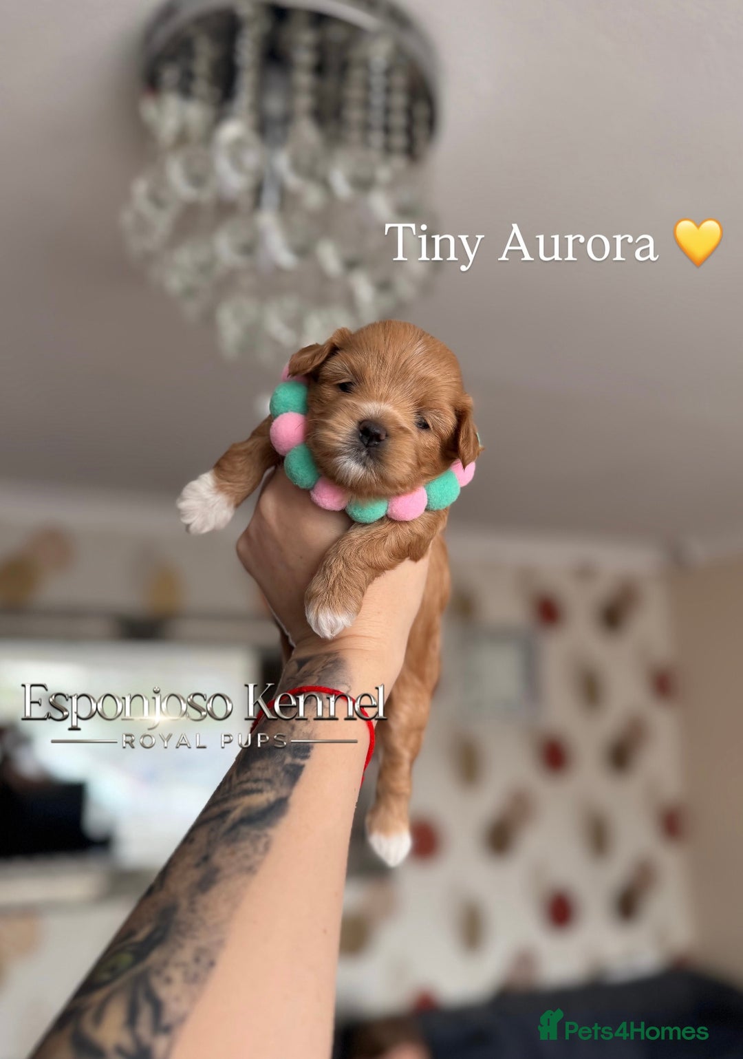 Maltipoo dogs for sale: 👑ULTRA RARE F1 TINY DNA ASIAN MALTIPOO PUPPIES👑 - Image 7