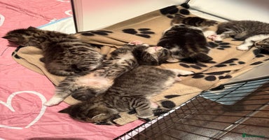 Mixed Breed cats - Advert 4