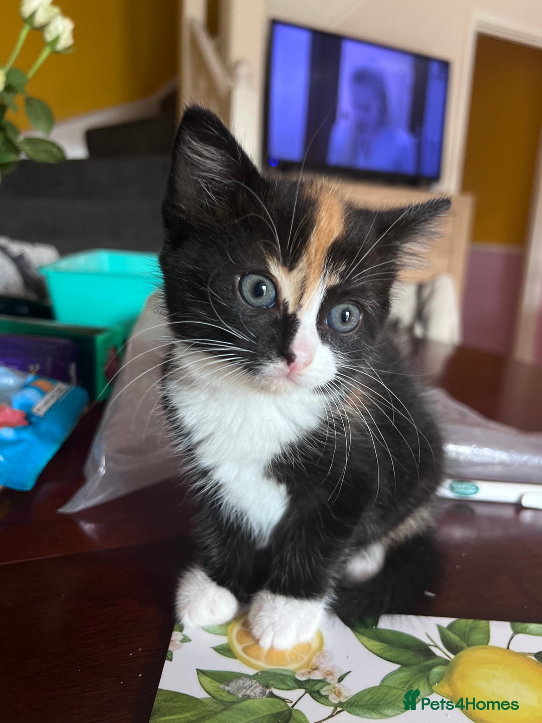 Mixed Breed cats for sale: Got 4 kittens looking for them home  - Image 6