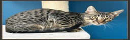 Savannah cats for sale: Super affectionate F6 SBT Savannah boy - Advert 6