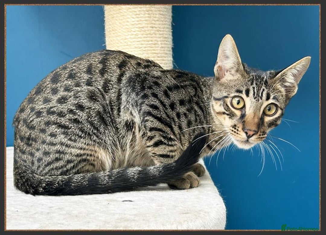 Savannah cats for sale: Super affectionate F6 SBT Savannah boy - Advert 6